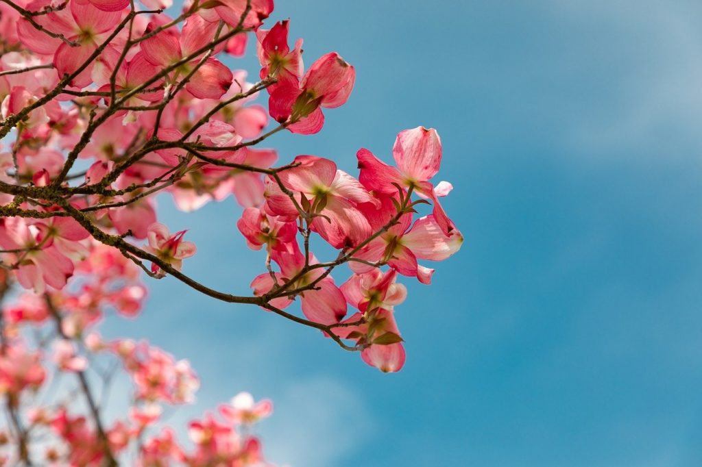 blossom, pink, garden